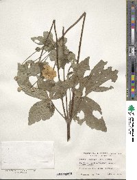 Eriocapitella japonica image