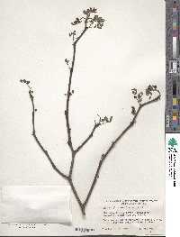 Zanthoxylum americanum image