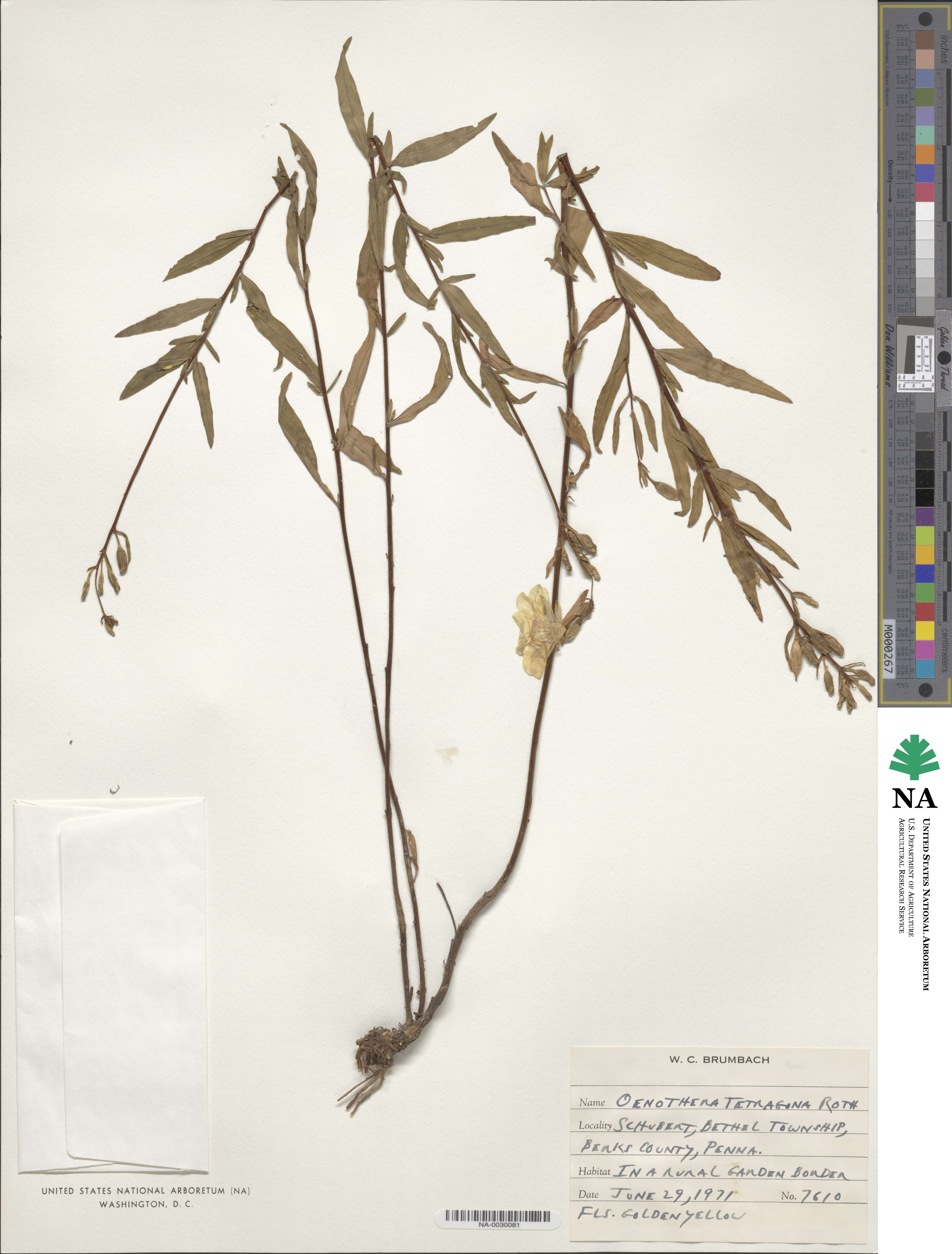 Oenothera fruticosa subsp. tetragona image