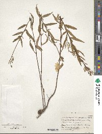 Oenothera fruticosa subsp. tetragona image