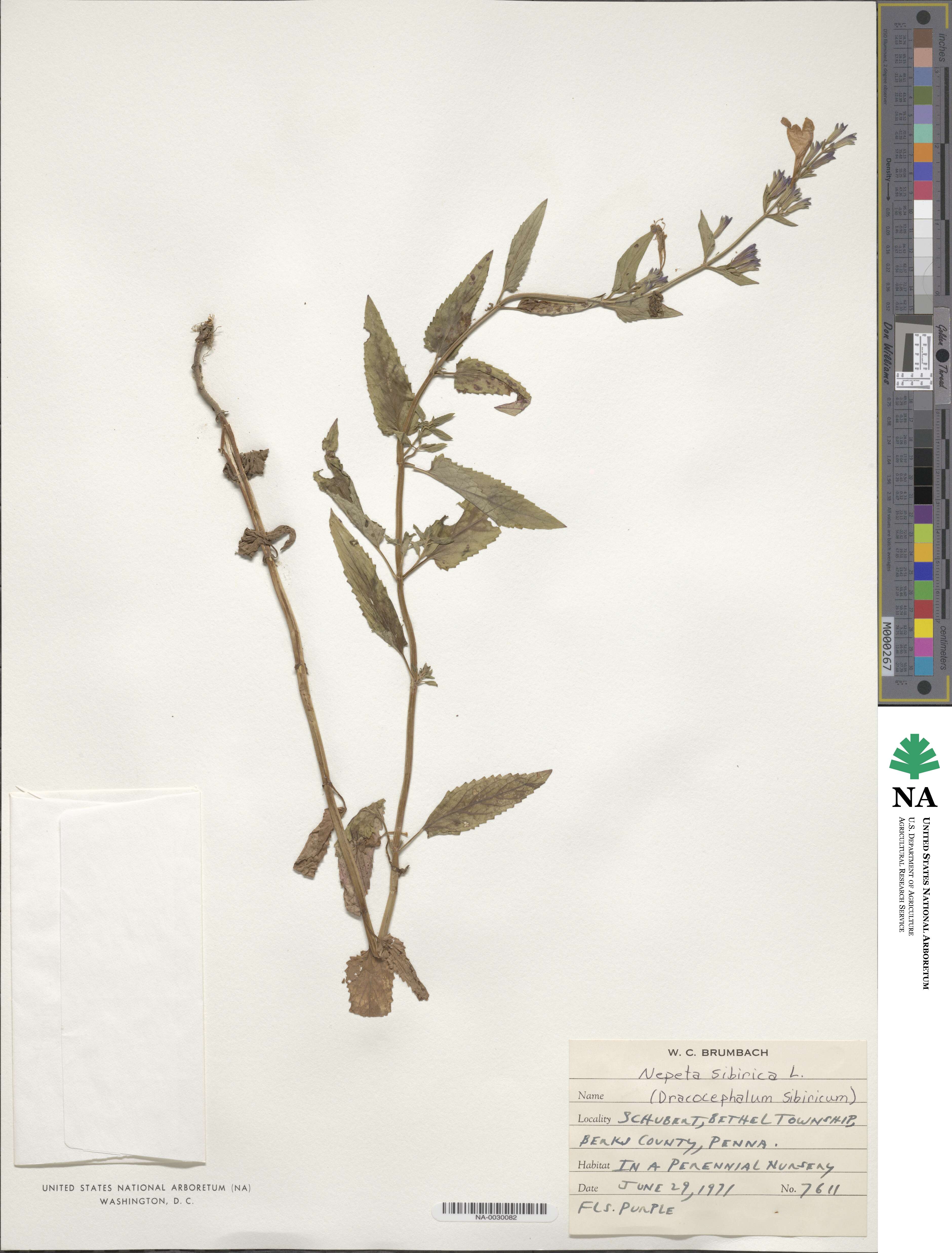 Nepeta sibirica image