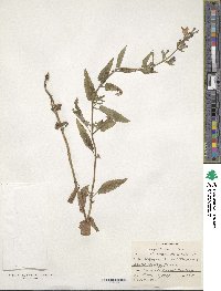 Nepeta sibirica image