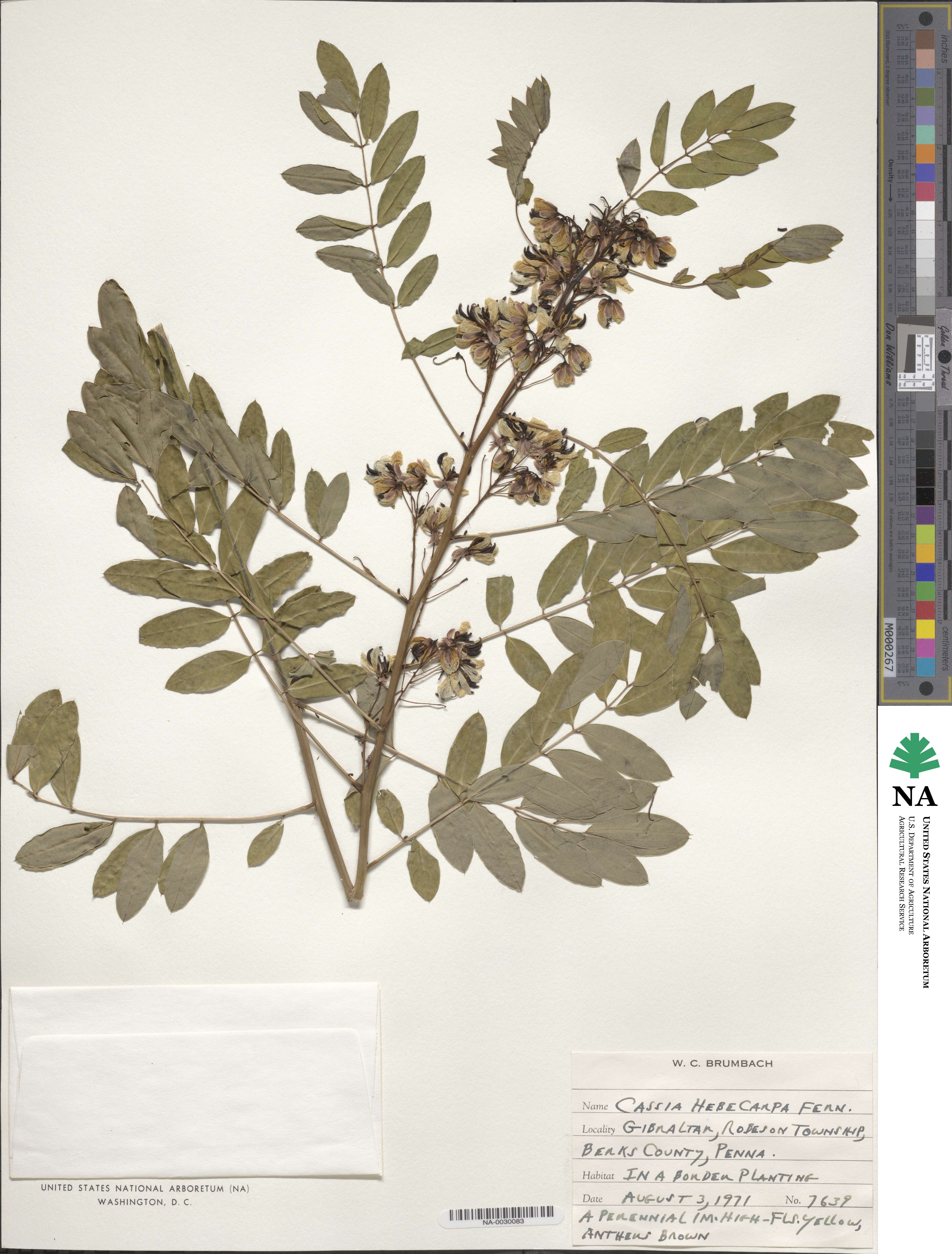 Senna hebecarpa image