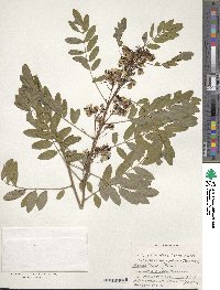 Senna hebecarpa image