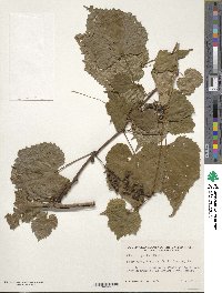 Vitis riparia image