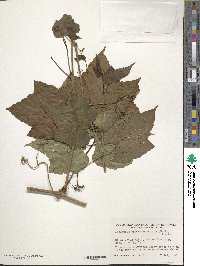 Ampelopsis glandulosa var. brevipedunculata image