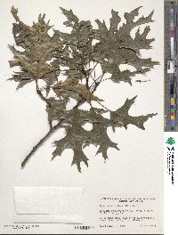 Quercus coccinea image