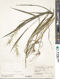 Elymus hystrix image