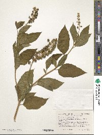 Phytolacca americana image