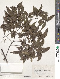 Zelkova serrata image