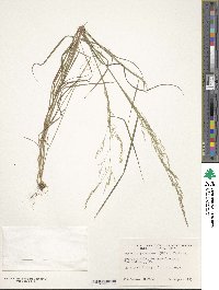 Image of Agrostis perennans