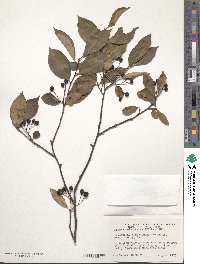 Aronia melanocarpa image