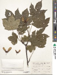 Acer pseudoplatanus image