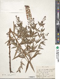 Lysimachia terrestris image