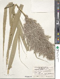 Phragmites australis image