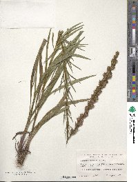 Liatris spicata image