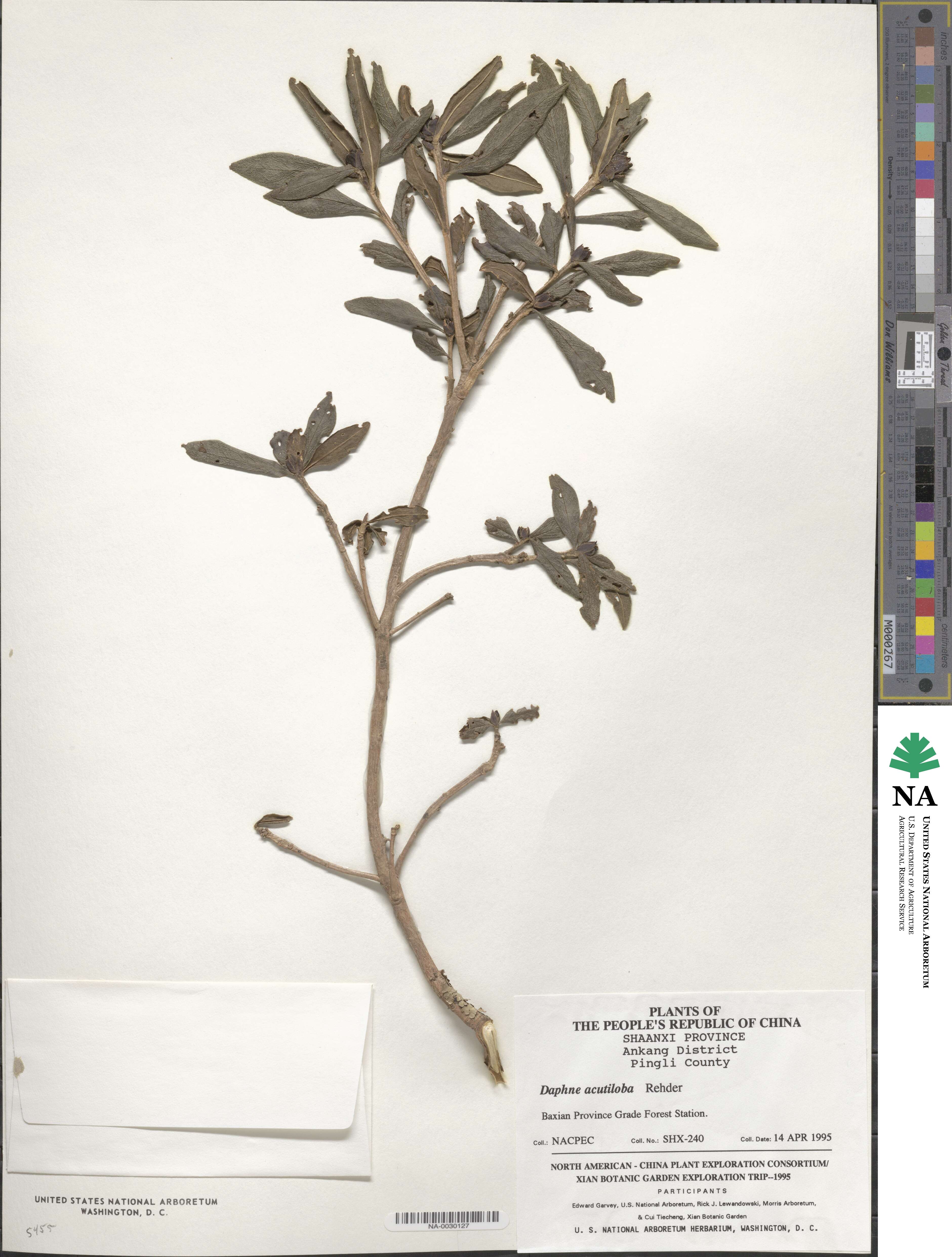 Daphne acutiloba image