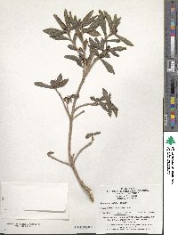 Image of Daphne acutiloba