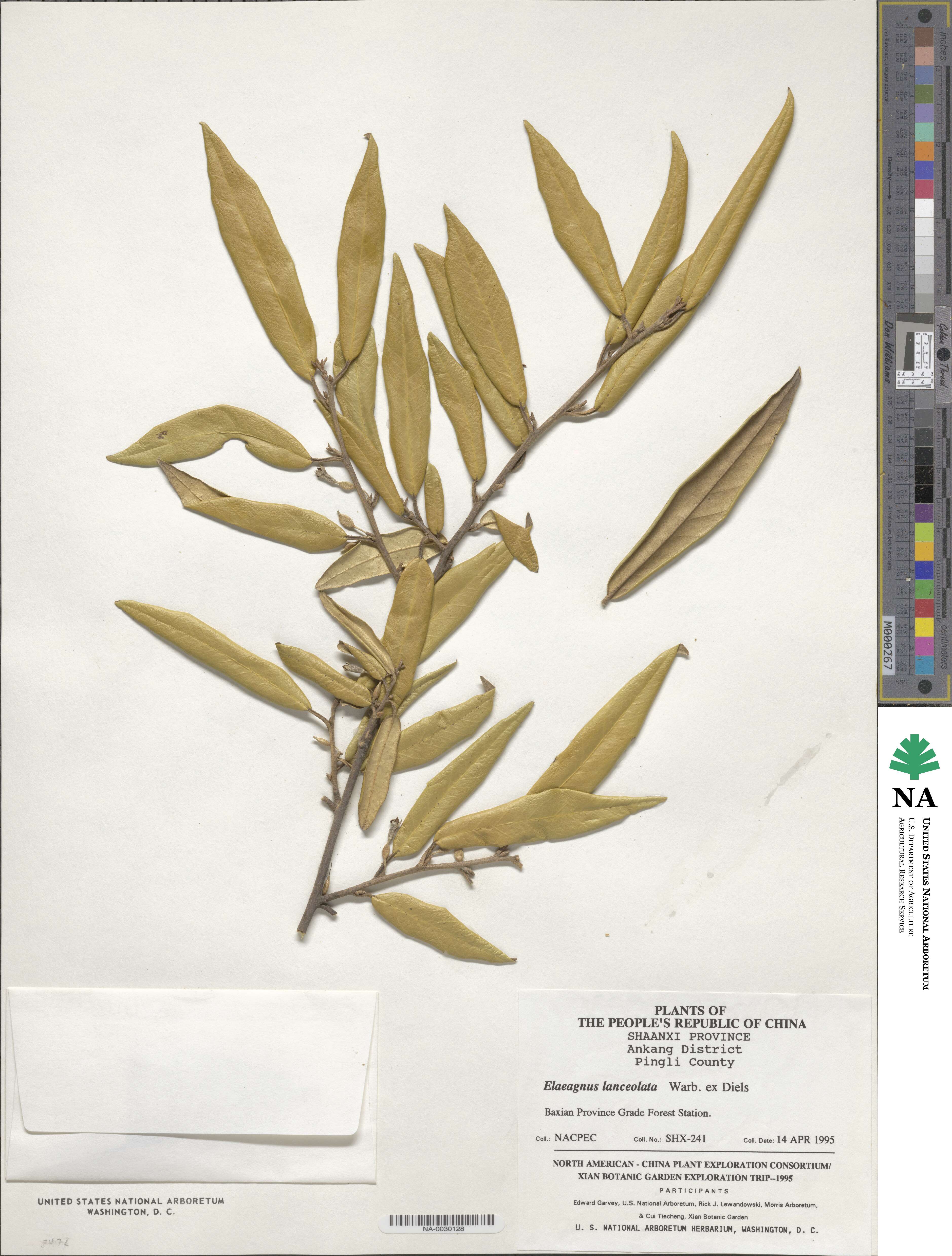 Elaeagnus lanceolata image