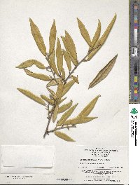 Elaeagnus lanceolata image