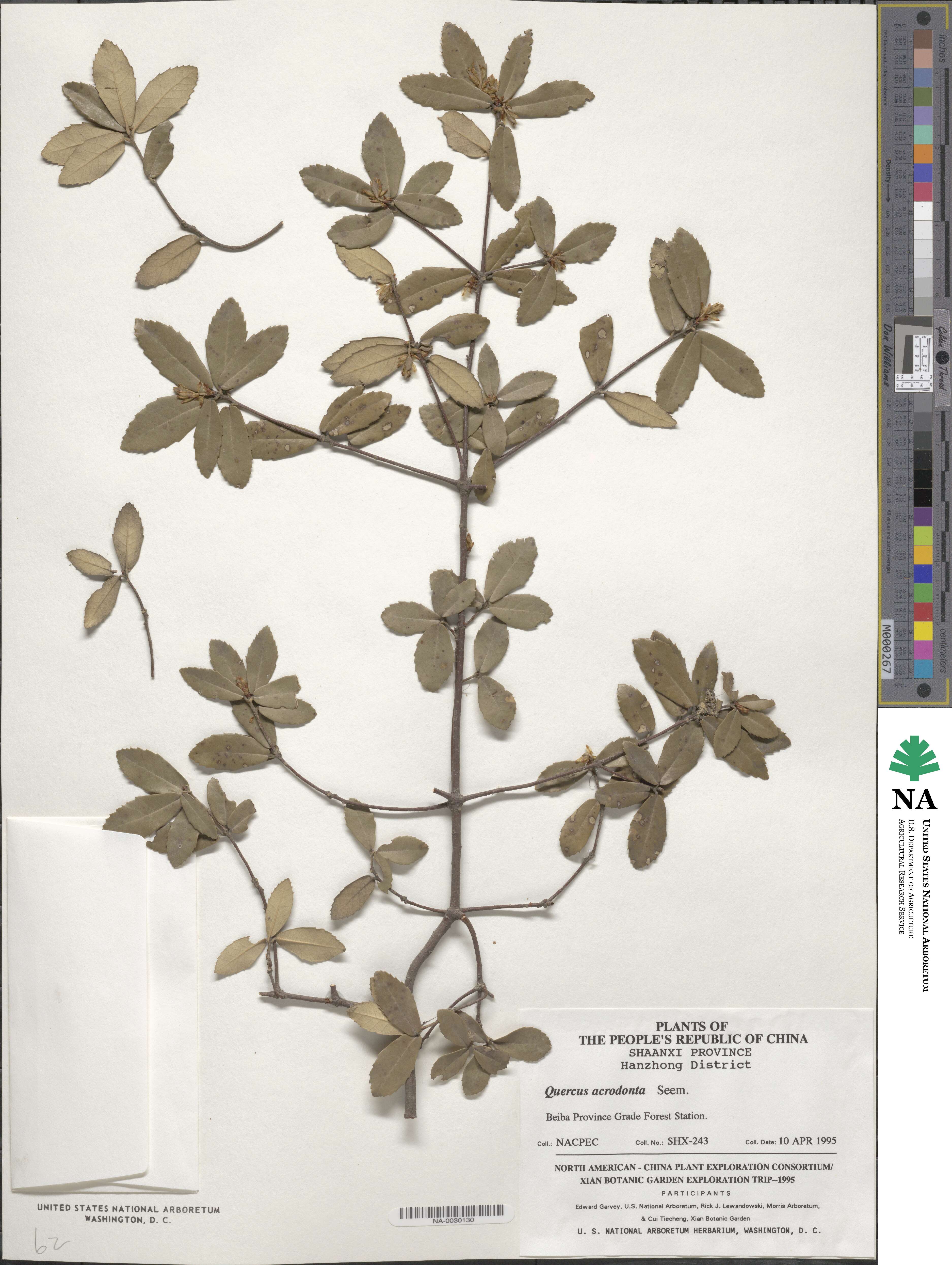 Quercus acrodonta image