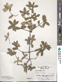 Quercus acrodonta image