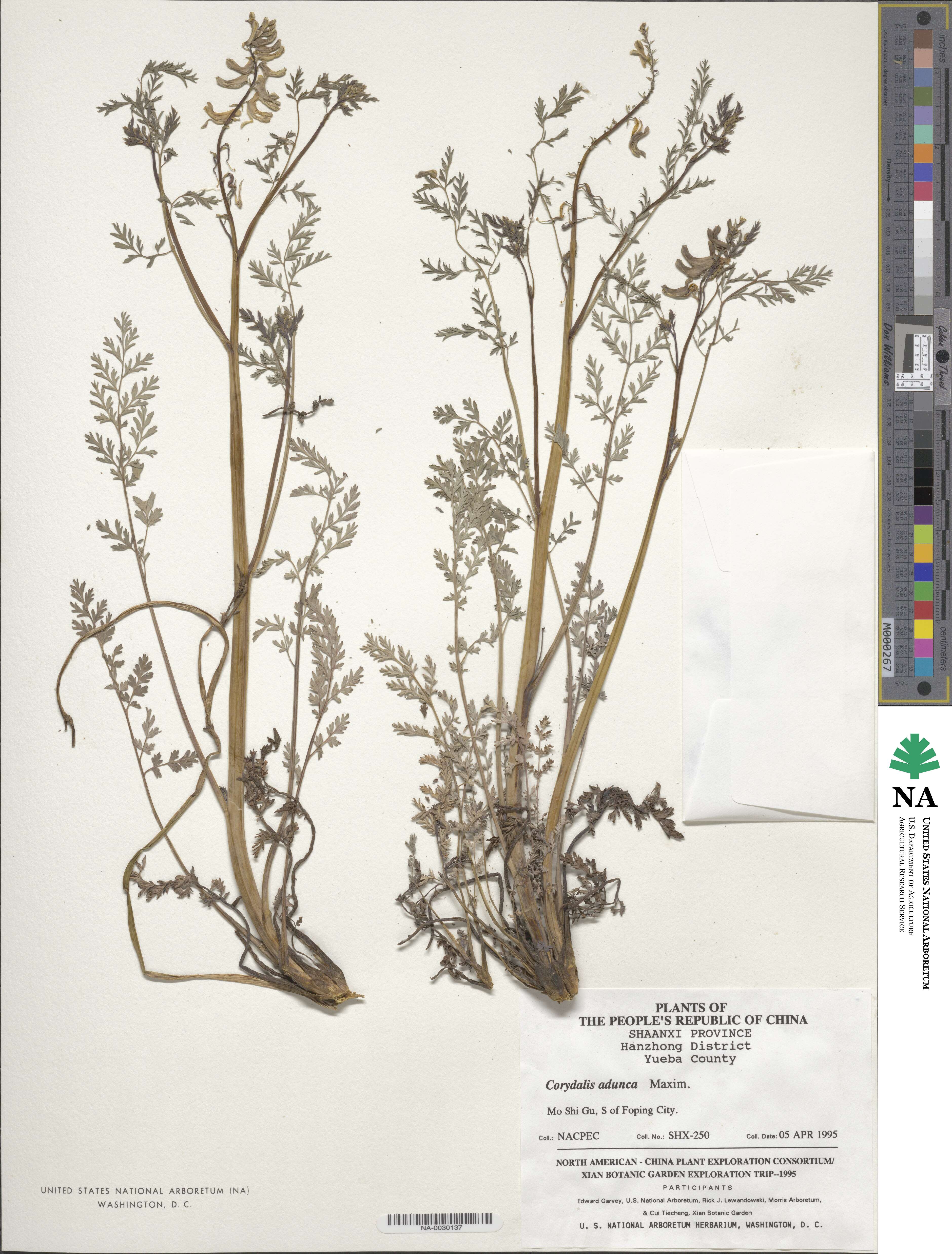 Corydalis adunca image