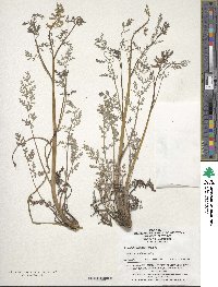 Image of Corydalis adunca