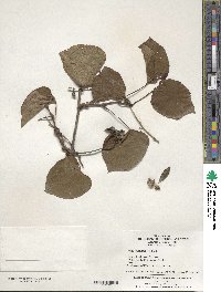 Vitis wilsoniae image