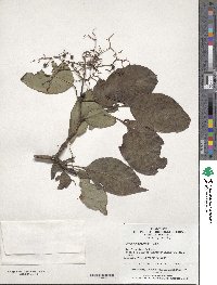 Cornus macrophylla image
