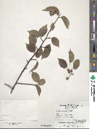 Stachyurus chinensis image