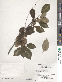 Prunus obtusata image