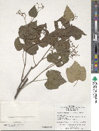 Ampelopsis bodinieri image