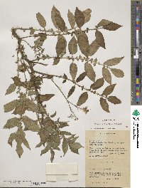 Solanum stoloniferum image