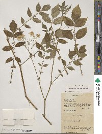 Solanum stoloniferum image