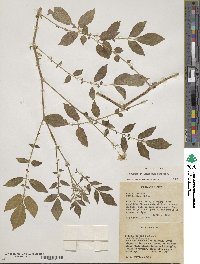 Solanum stoloniferum image