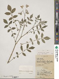 Solanum stoloniferum image