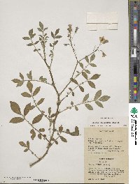 Solanum stoloniferum image