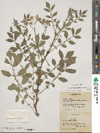 Solanum stoloniferum image