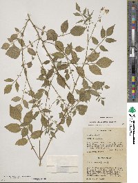 Solanum stoloniferum image