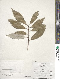 Quercus glauca image