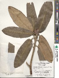 Rhododendron aureodorsale image