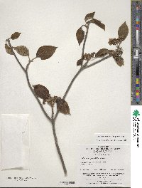 Viburnum sympodiale image