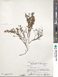 Vaccinium scoparium image