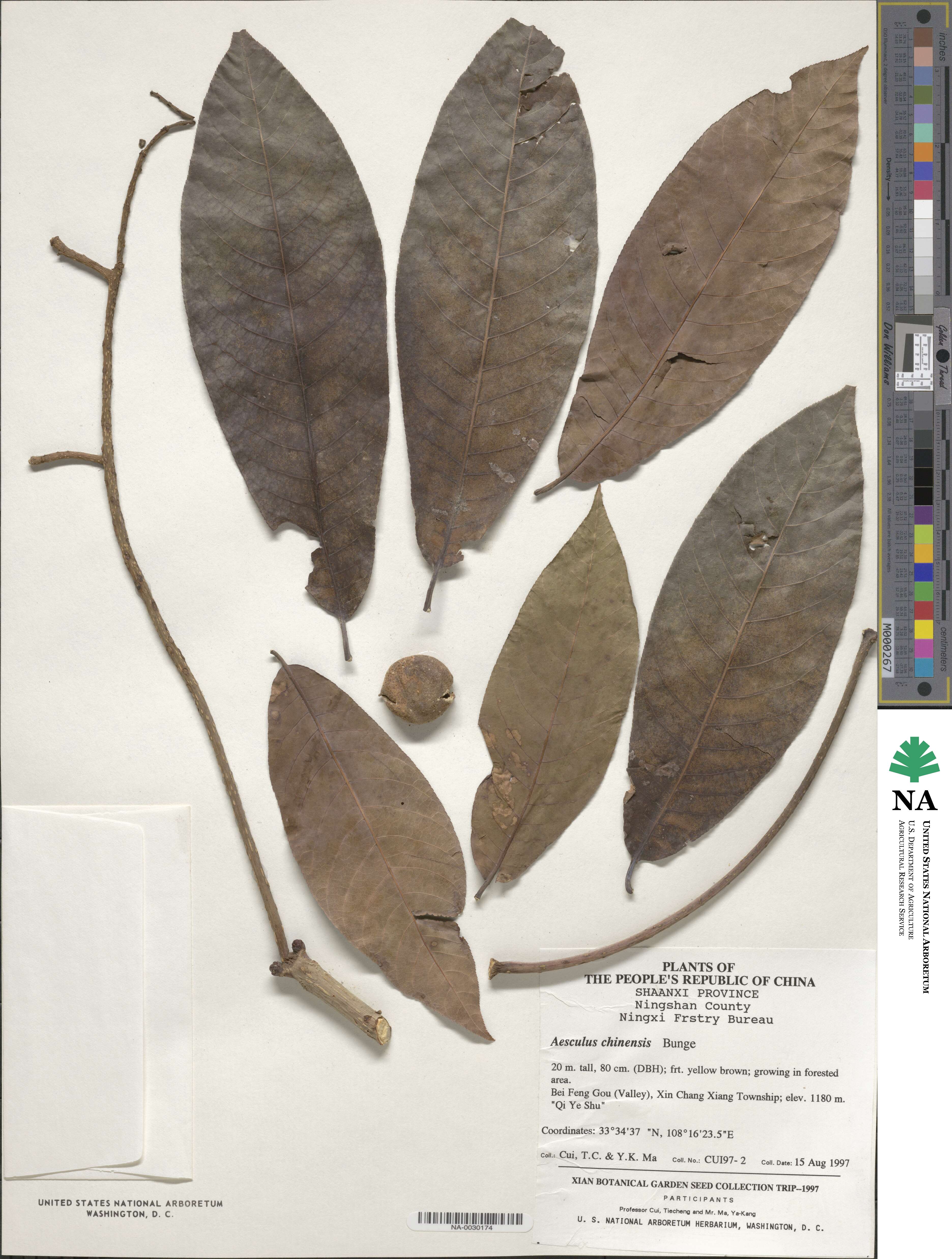 Aesculus chinensis image