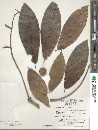 Aesculus chinensis image