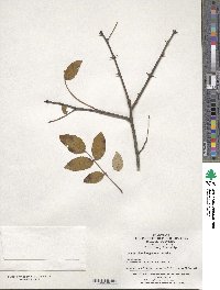 Zanthoxylum bungeanum image