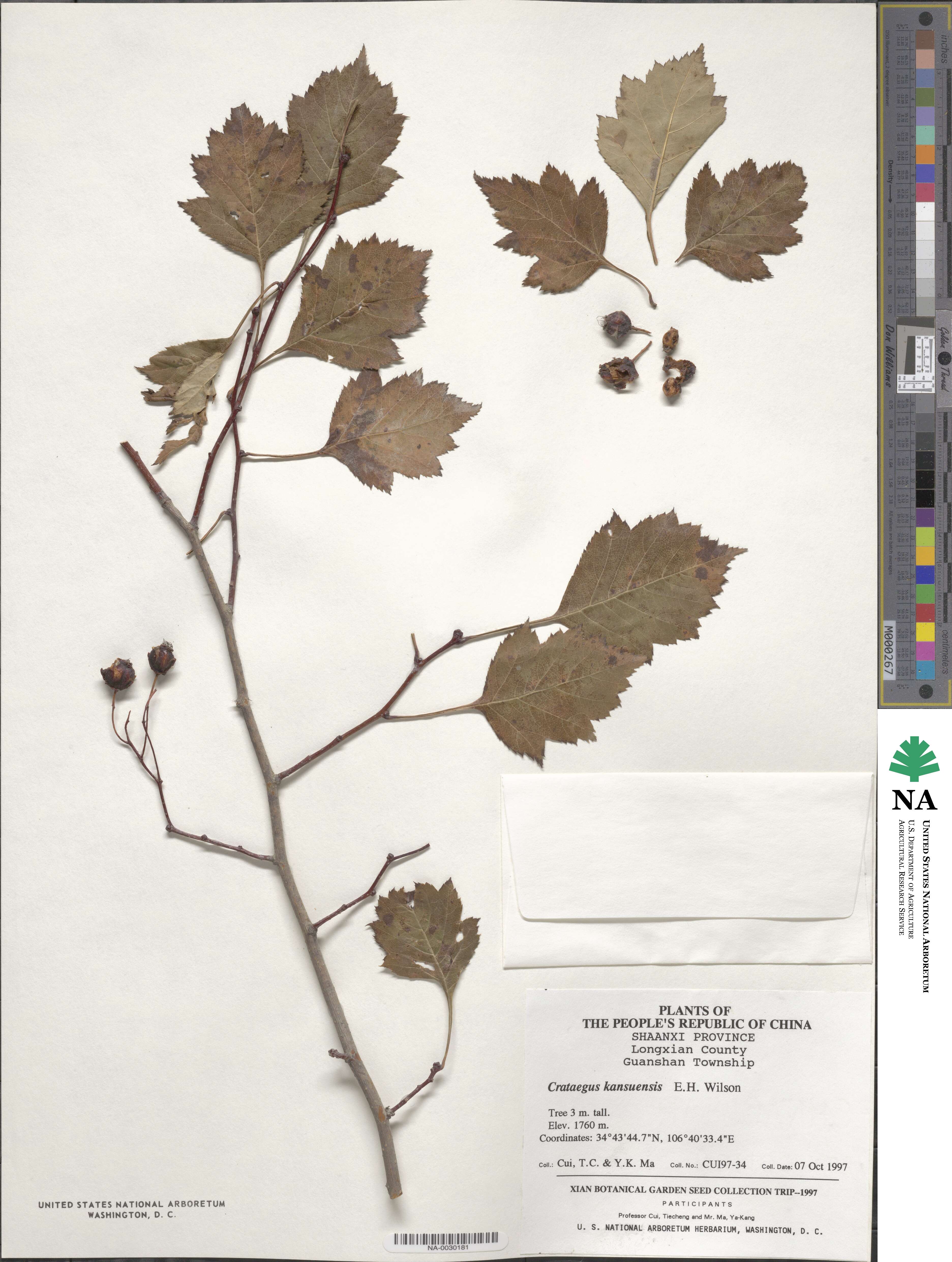Crataegus kansuensis image
