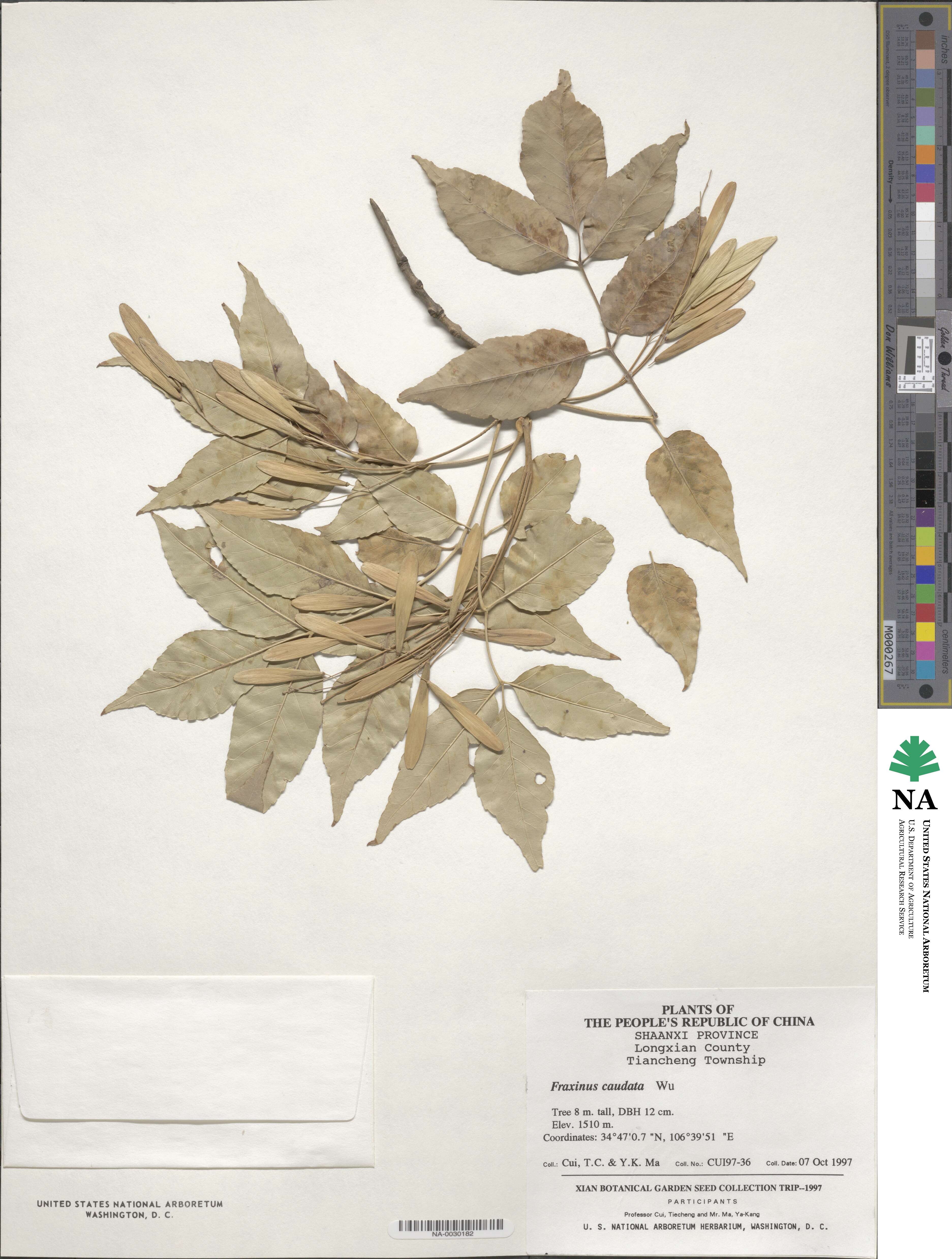 Fraxinus longicuspis image