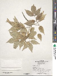 Fraxinus longicuspis image